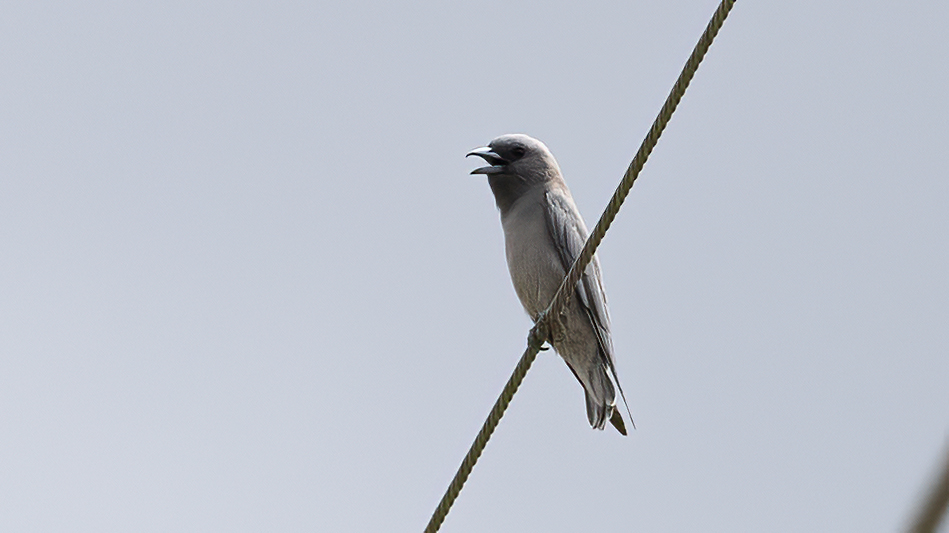 Ashy Woodswallow